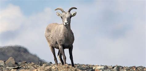 Bighorn Sheep - Sequoia & Kings Canyon National Parks (U.S. National Park Service)