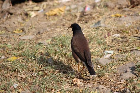 Free Images : nature, wildlife, beak, fauna, birds, pigeon, vertebrate, india, punjab, patiala ...