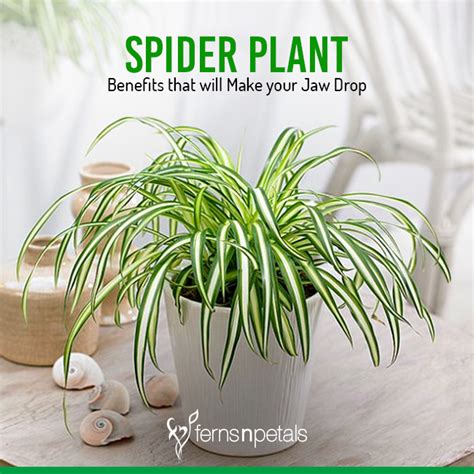 Spider Plant Benefits That Will Make Your Jaw Drop - Ferns N Petals