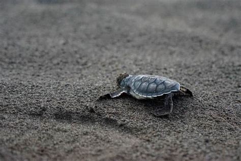 Watching Baby Sea Turtles in Tortuguero, Costa Rica