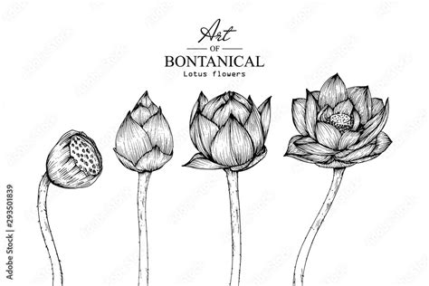 Sketch Floral Botany Collection. Lotus flower drawings. Black and white with line art on white ...