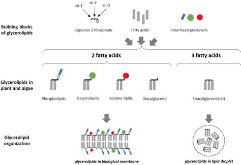 Cell & Plant Physiology Laboratory - Biogenesis, dynamic and homeostasis of membrane lipids