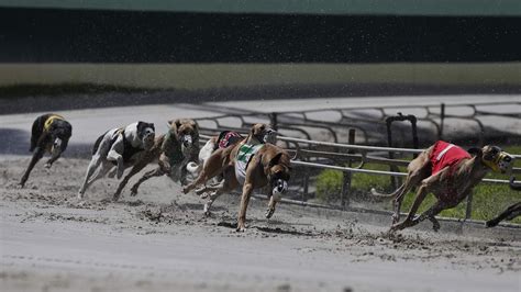 Once One of America’s Favorite Pastimes, Greyhound Racing Eats Dust | The Pew Charitable Trusts