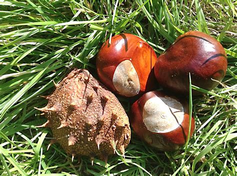 Horse Chestnut Tree and Conkers: Fun Facts and Uses - Owlcation