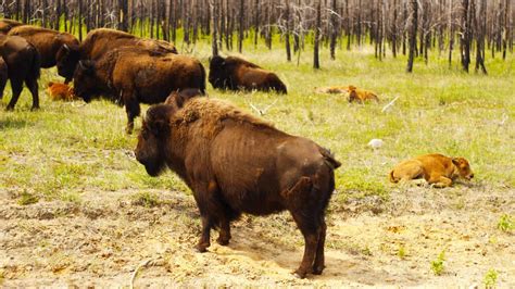 Will this plan save Wood Buffalo's World Heritage status?