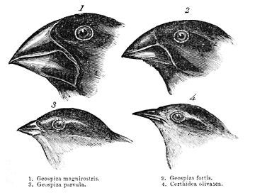 Genetic diversity - Wikipedia