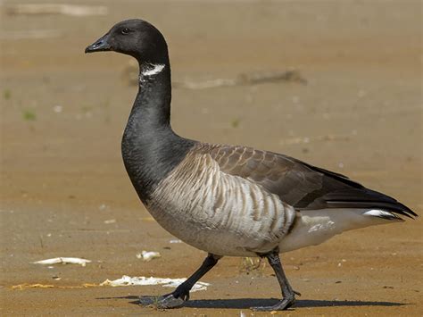 Brant Goose Hunting - Waterfowlers Challenge