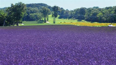 Pemandangan Bunga Lavender - Gambar Viral HD