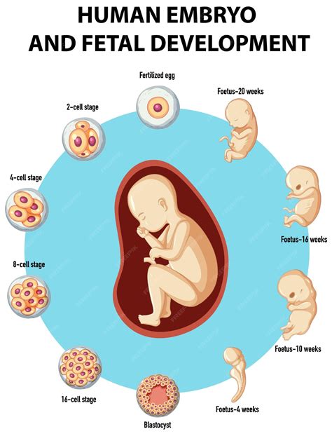 Human Embryo