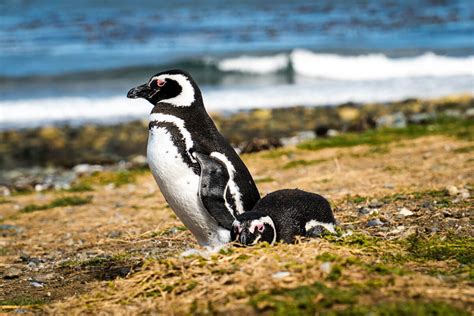 A Full Guide to Penguins in Punta Arenas: Isla Magdalena Tour ...