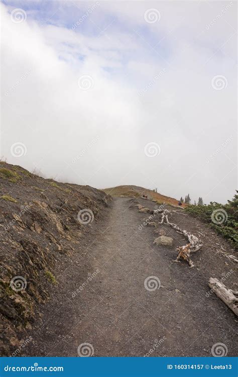 People Hiking Along Hurricane Ridge Trails Stock Image - Image of wood, olympic: 160314157