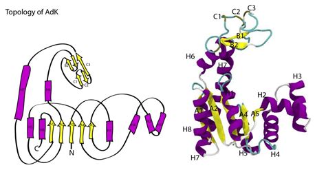 Identify secondary structure and topology — Practical 10: Protein ...