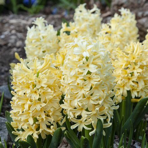 Hyacinth Yellowstone Bulbs | Wholesale Pricing | Colorblends®