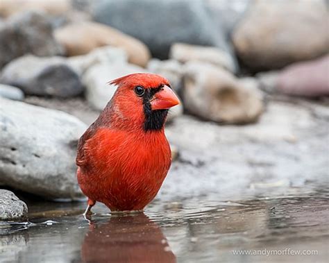 The Northern Cardinal: Illinois State Bird - Veterinary Medicine at ...