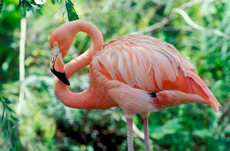 Premium Photo | Close up portrait of flamingo