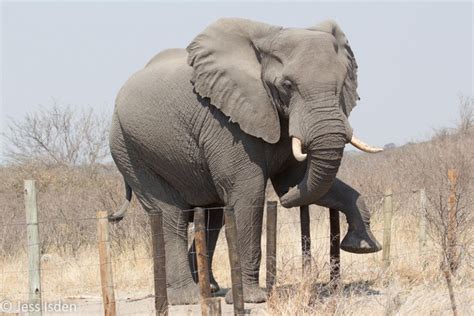 Bull elephants – their importance as individuals in elephant societies - Africa Geographic