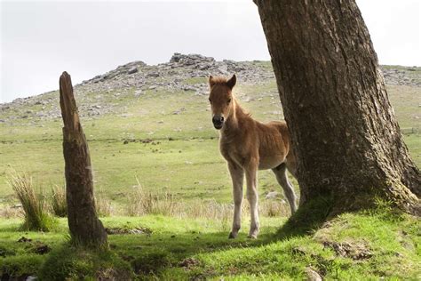 Camping In Dartmoor [2023]: Wild Camping, Best Campsites, Tips & More!