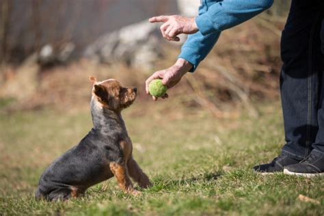 Top 10 Effective Dog Training Methods: A Complete Guide on Dog Training