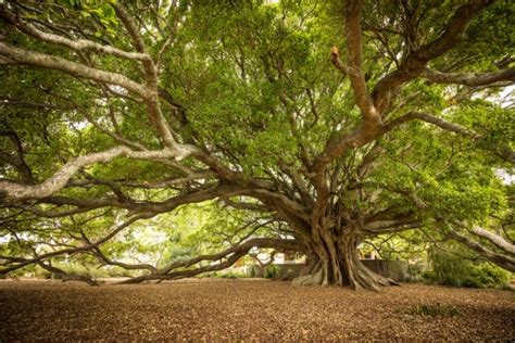 What Does a Fig Tree Look Like? - Garden.eco