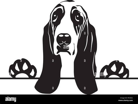 Basset Hound Dog Breed Pet Puppy Isolated Head Face Stock Vector Image & Art - Alamy