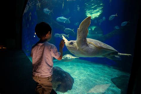 Virginia Aquarium | Attractions in Virginia Beach