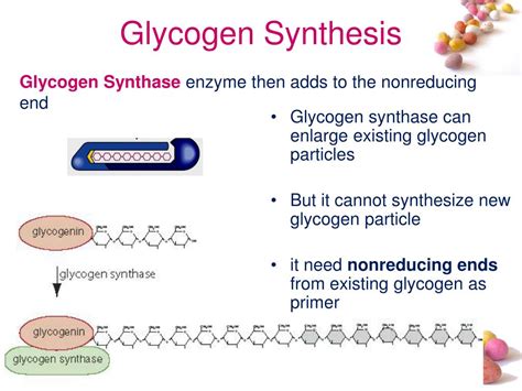 PPT - Glycogen Metabolism PowerPoint Presentation, free download - ID:7039540