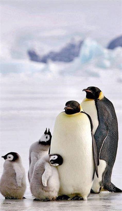 Penguin family, ice, HD phone wallpaper | Peakpx