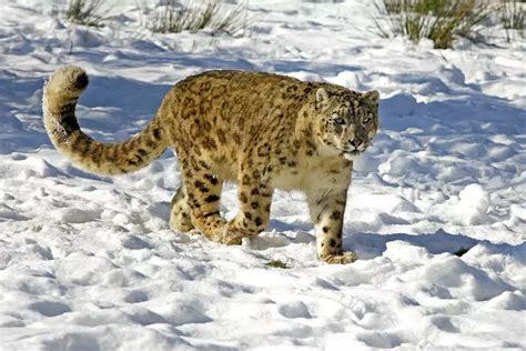 International Snow Leopard Day: Where to spot these ‘vulnerable ...