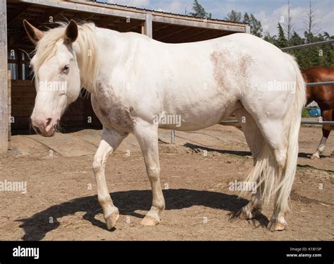 White american paint horse Stock Photo - Alamy