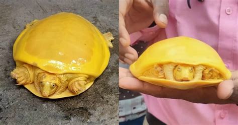 Rare Yellow-Coloured Albino Turtle Rescued In West Bengal