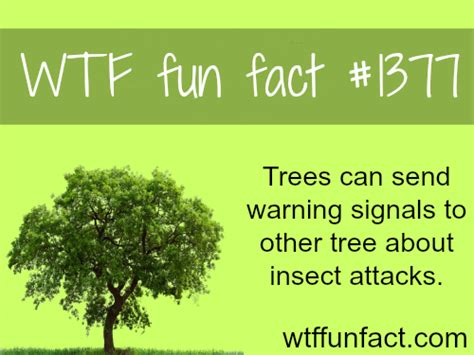 trees and nature facts