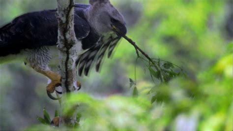 Harpy Eagle Fact Sheet | Blog | Nature | PBS