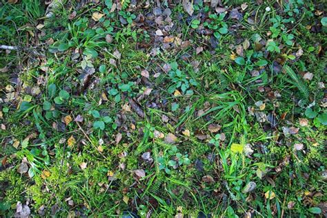 Texture of Forest Floor with Grass and Pine Cones and Fallen Leaves in Summer Stock Image ...