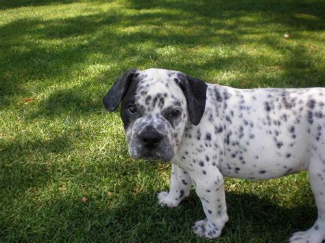 Bulldog-Dalmatian-mix-1.jpg (JPEG Image, 2816 × 2112 pixels) - Scaled ...