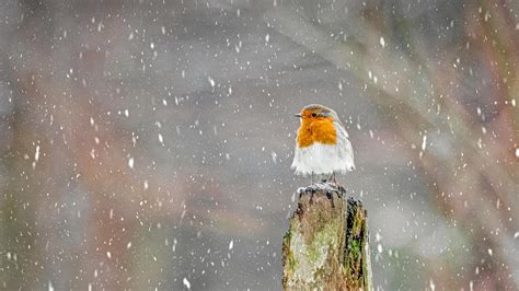 Red Robin – Bing Wallpaper Download