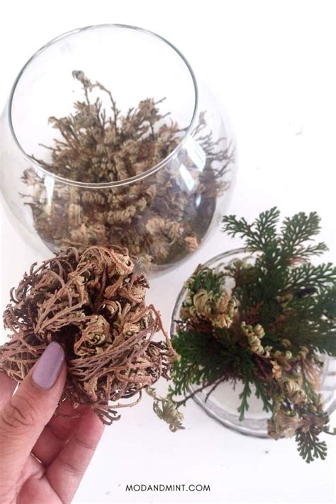 Rose of Jericho Care - How to Grow a Resurrection Plant