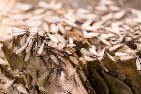 6 Signs of Termites in the Home - MN Pro Home Inspections LLC