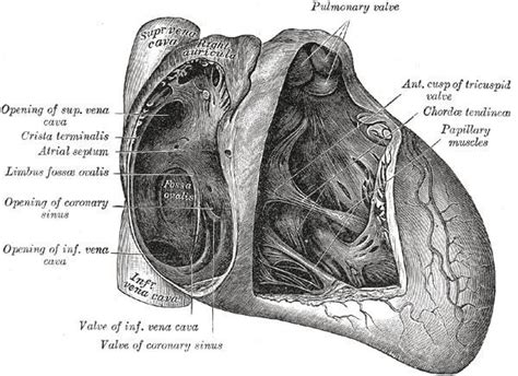 Fossa ovalis (heart) - Alchetron, The Free Social Encyclopedia