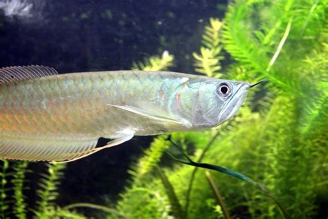 Silver Arowana 101: Care, Size, Tank Mates & More!