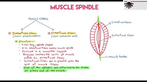 Muscle spindle - physiology - YouTube