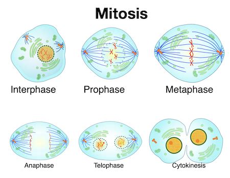 Mitosis Phases Model