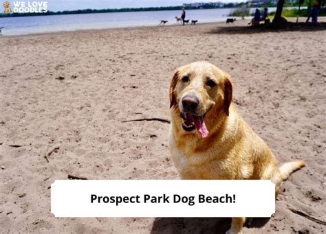 Prospect Park Dog Beach - The Perfect Beach for Your Puppy! (2024) - We Love Doodles