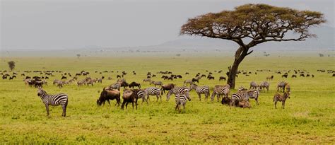 Serengeti National Park Safari in Tanzania | Rhino Africa