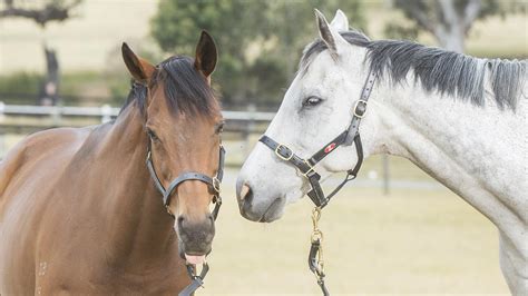 Living Legends: Greenvale horse racing park takes out Victorian Tourism Award | Herald Sun