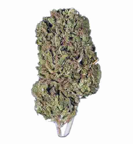 Blue Monster Marijuana Strain | GrowingWeed