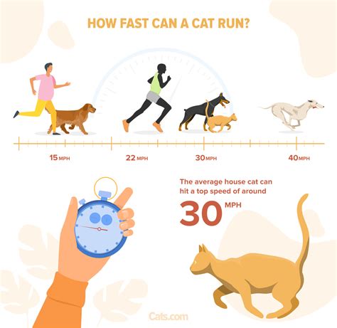 How Fast Can a Cat Run? - Cats.com