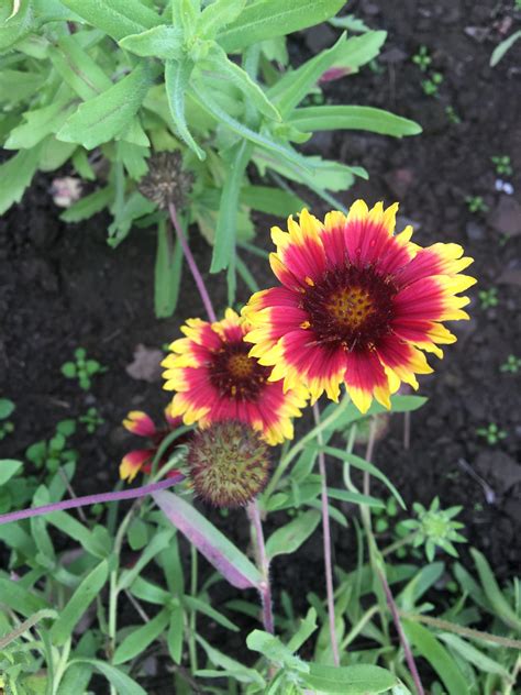 Buy Gaillardia flower Seeds - BloomyBliss