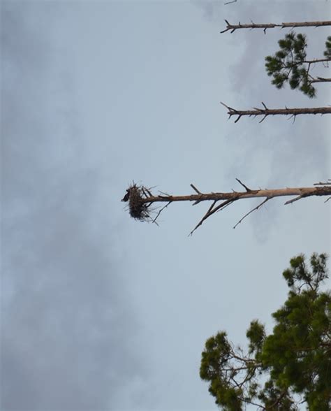 The Osprey: Apex Predator and Master Angler - UF/IFAS Extension Wakulla ...