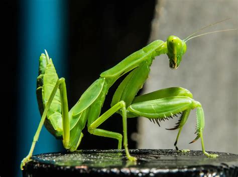 30+ Amazing Praying Mantis Facts for Kids