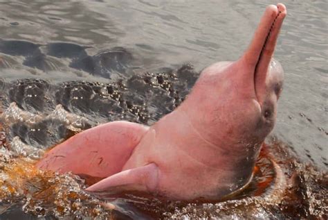 Interesting Facts about the Pink Dolphin of the Amazon - travelpassionate.com